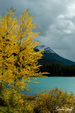 Waterfowl Lakes