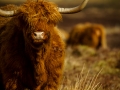 Heilean Coo Heilean Coo