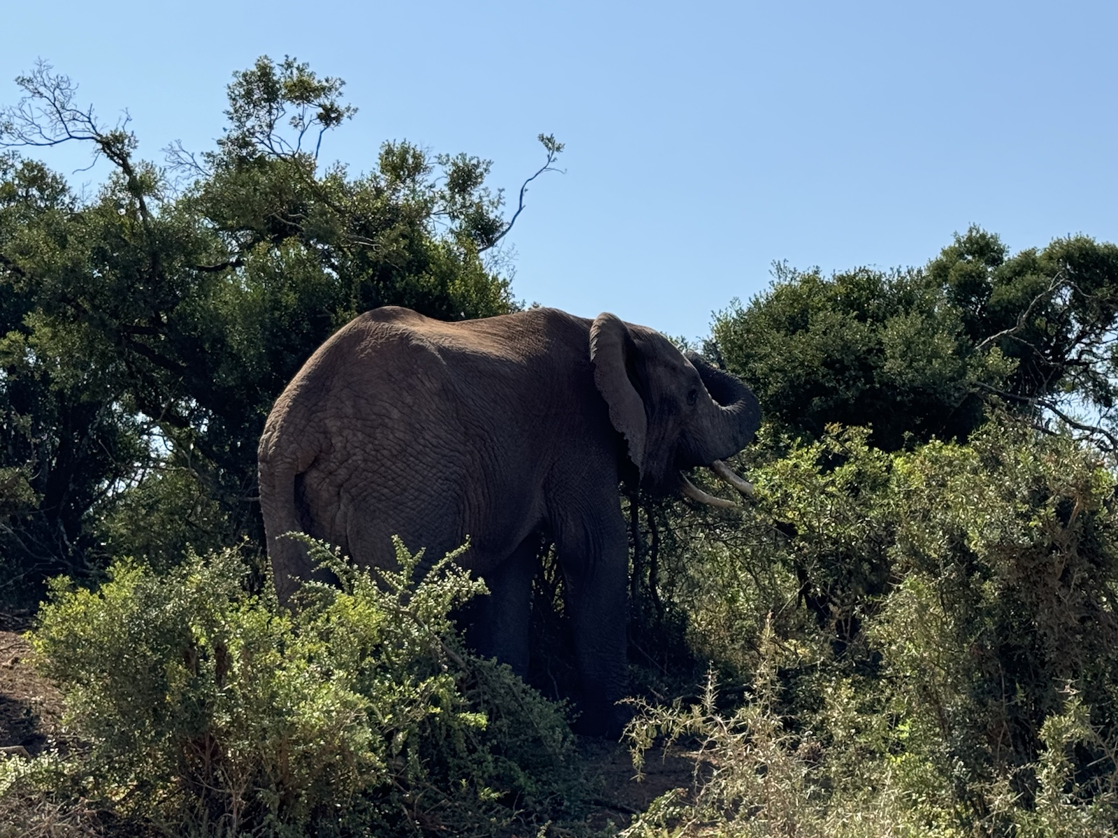 Kurzes Safari-Update