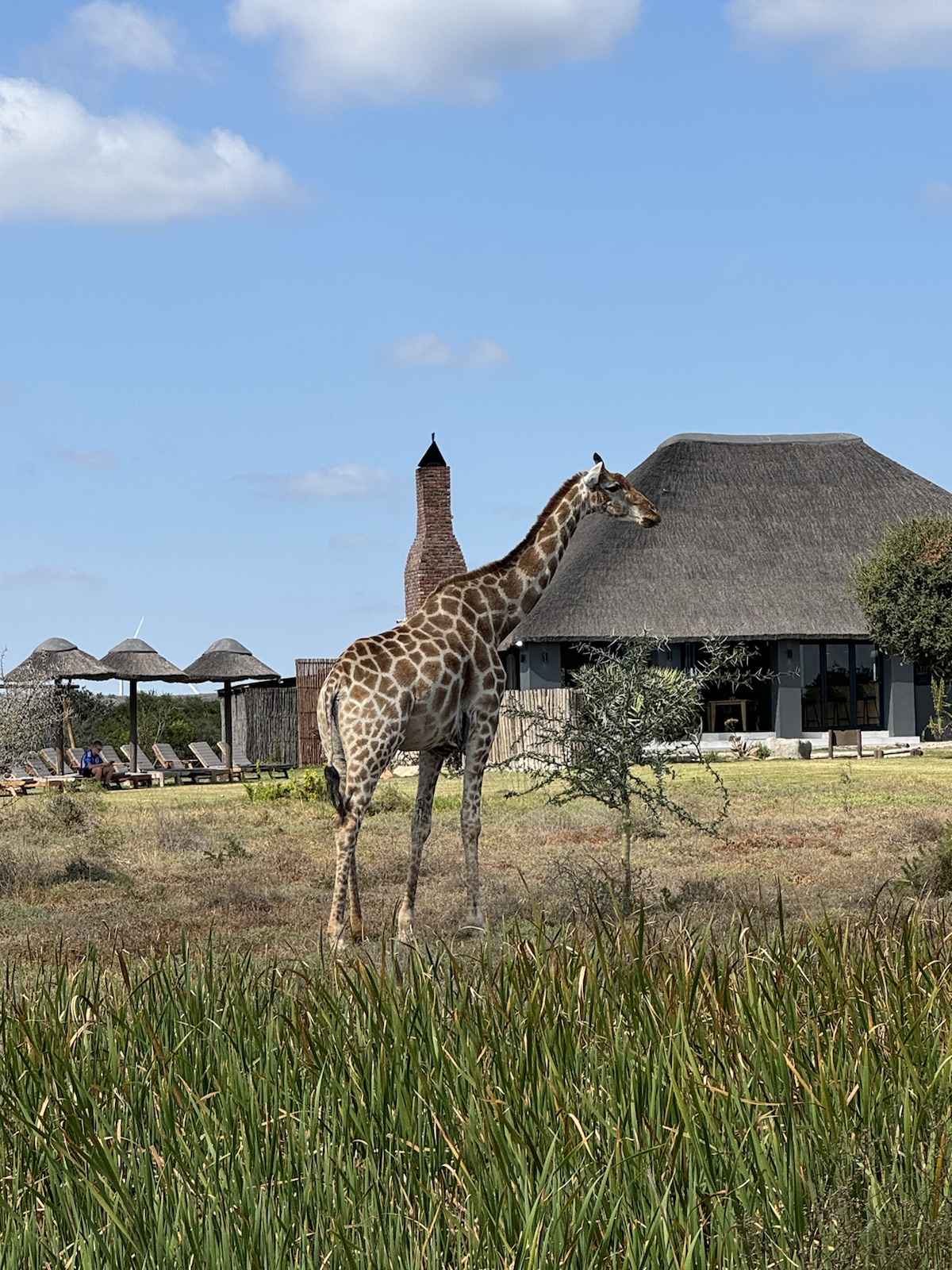 SafariFeeling Pur