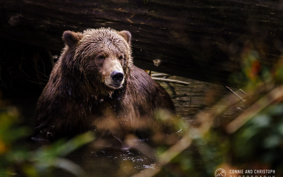 Canada Grizzly