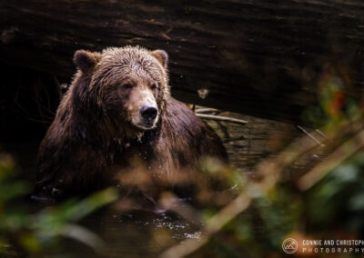 Canada Grizzly