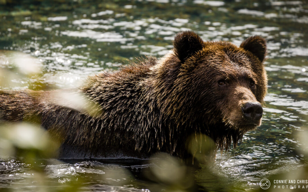 Don´t Move – Vancouver Island, Canada