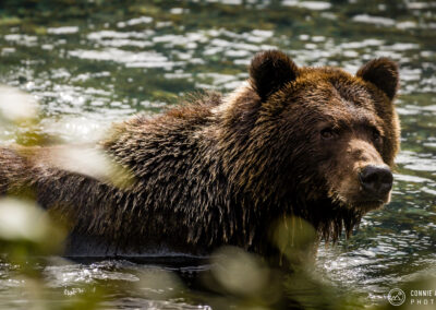 Don´t Move – Vancouver Island, Canada