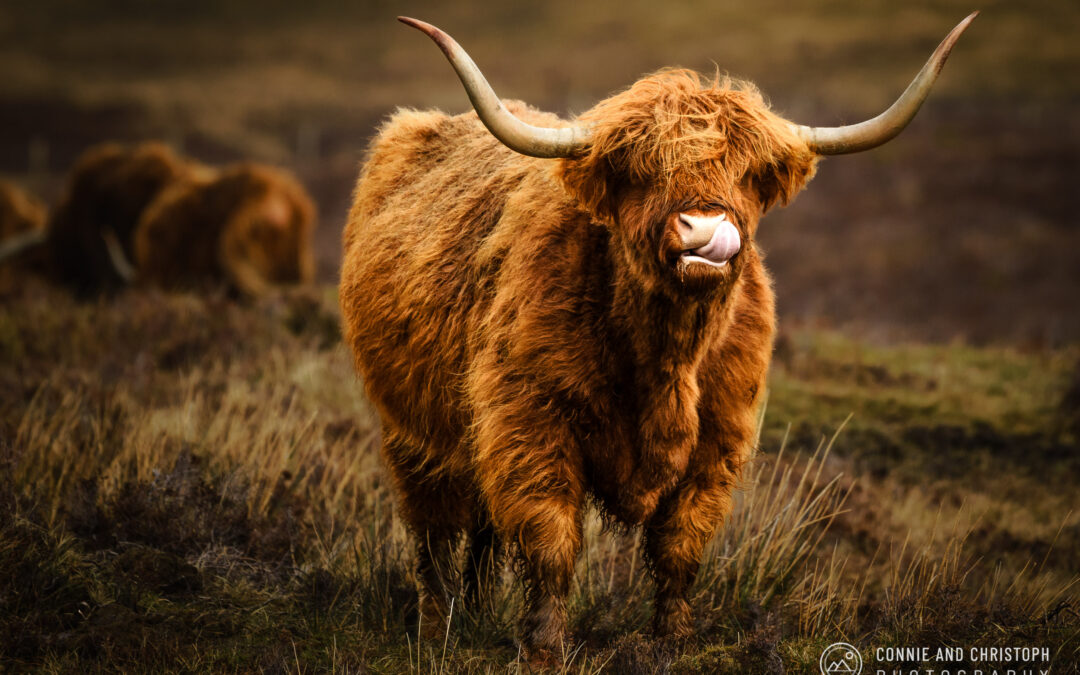 Scotland Highland Cow