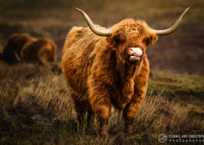 Scotland Highland Cow