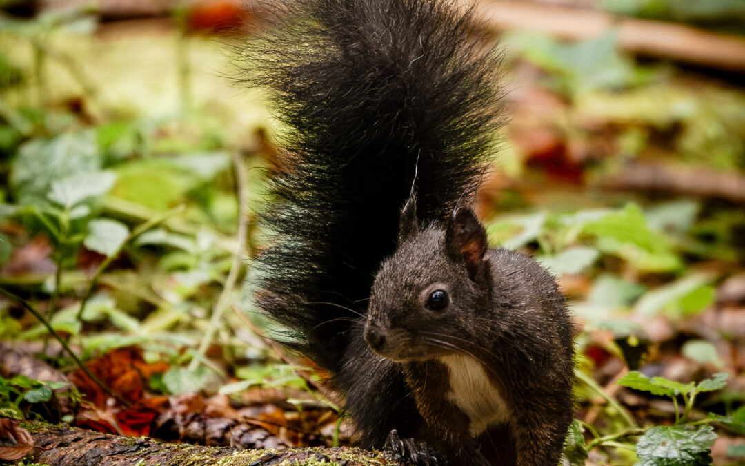 Allgäu Eichhörnchen