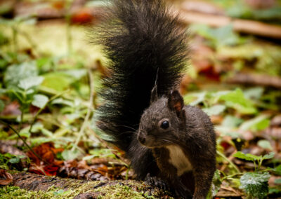 Allgäu Eichhörnchen