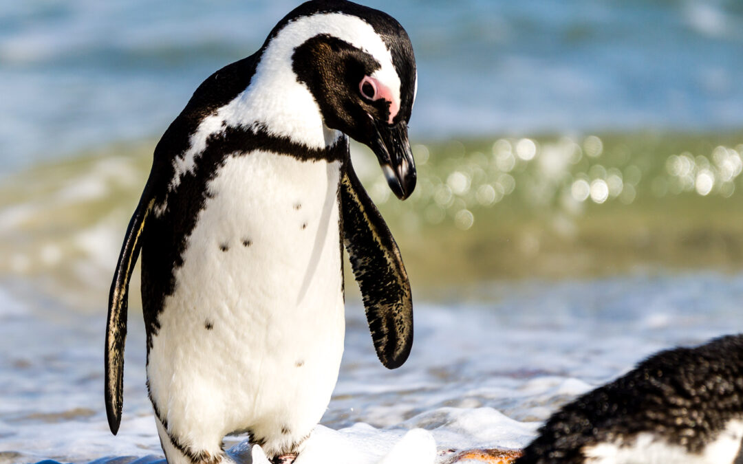 Penguin – Boulders Beach, South Africa