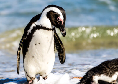 Penguin – Boulders Beach, South Africa