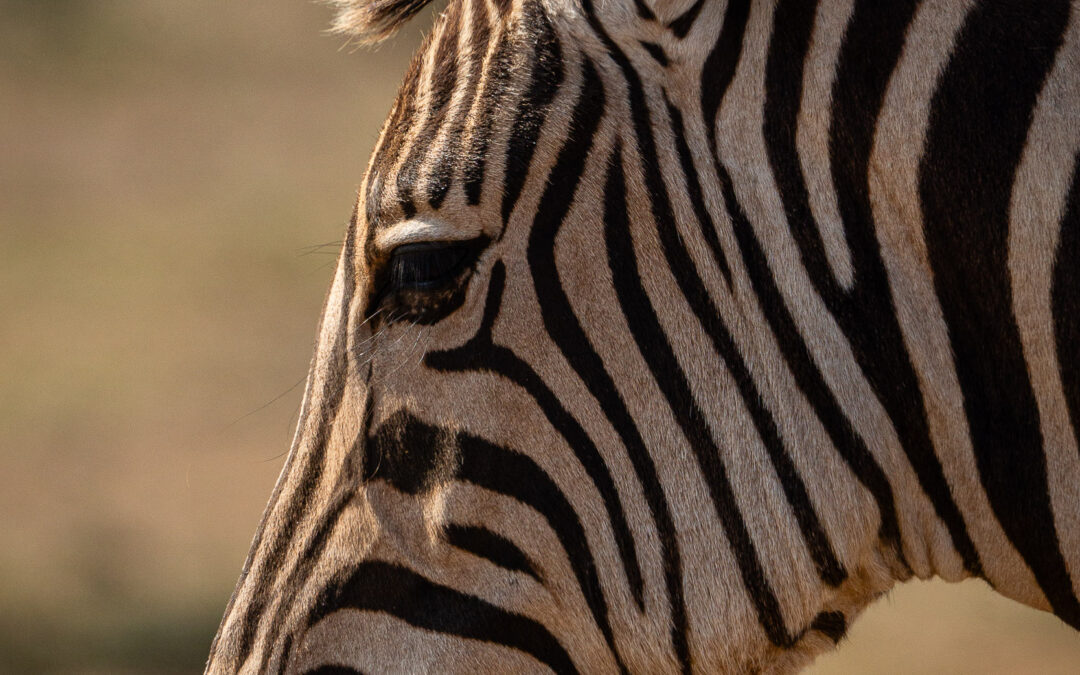 South Africa Zebra