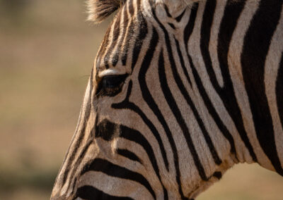 South Africa Zebra