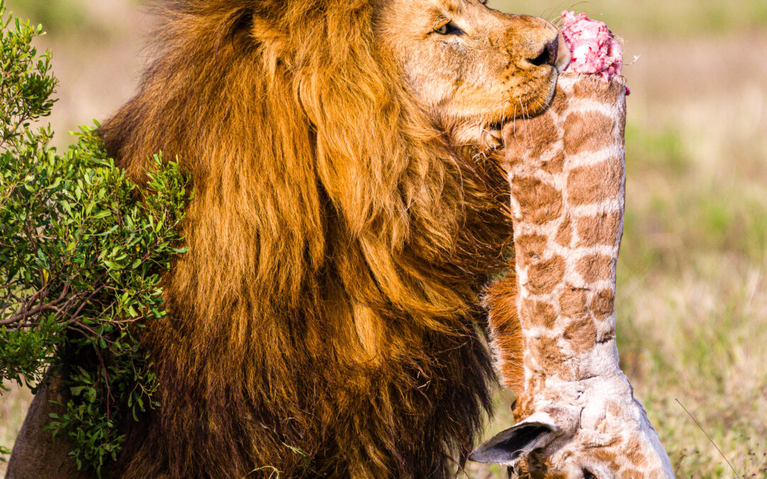 The King – South Africa