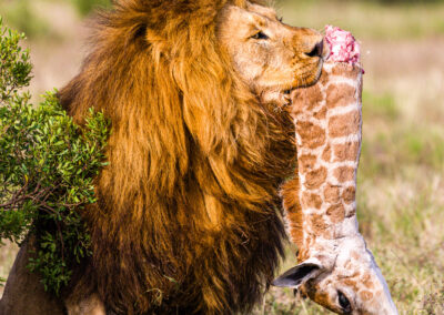 The King – South Africa