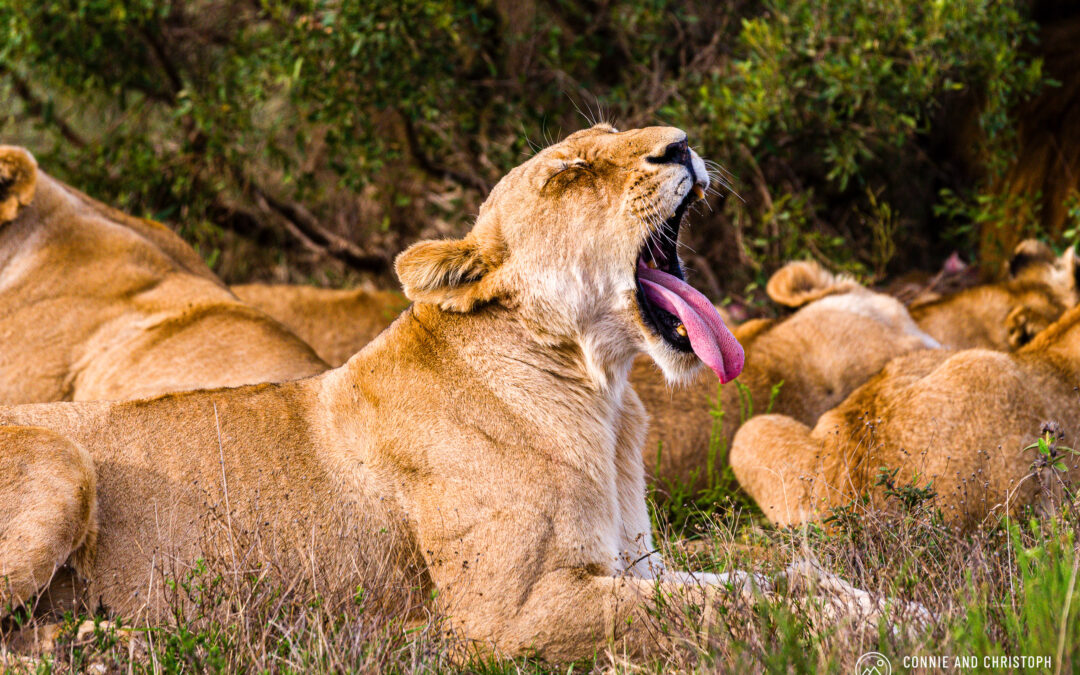 Lioness – South Africa