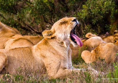 Lioness – South Africa