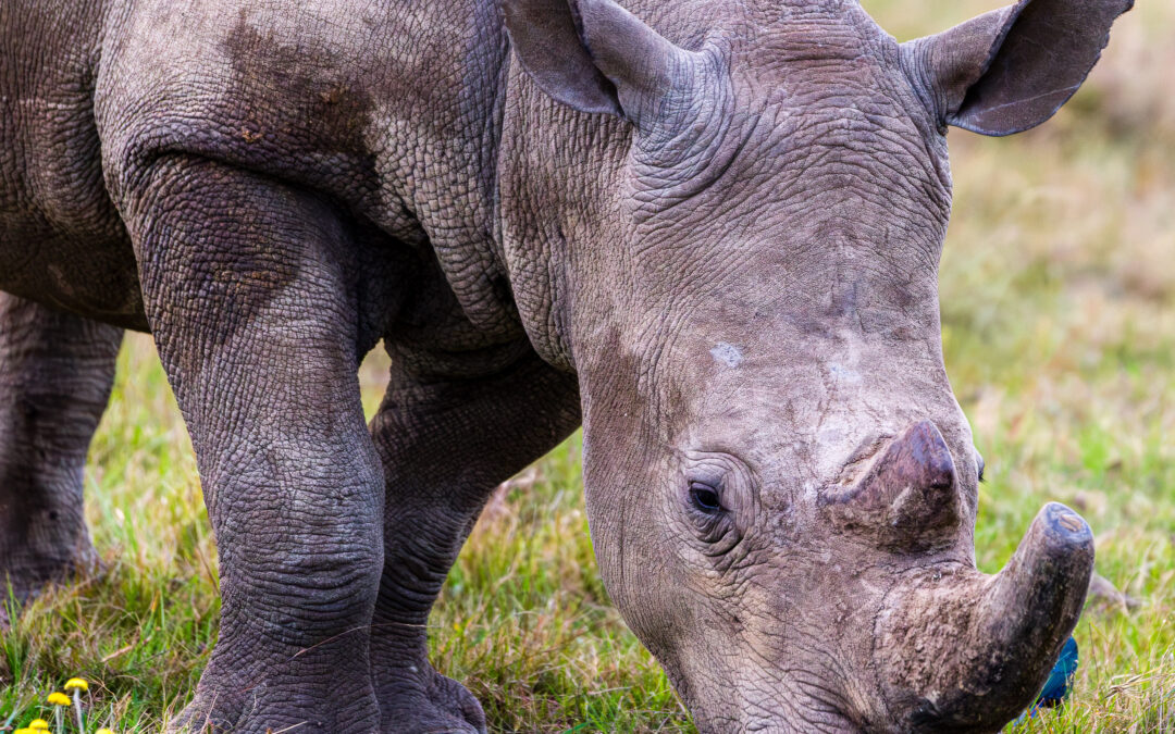 Rhino – South Africa