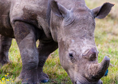 Rhino – South Africa