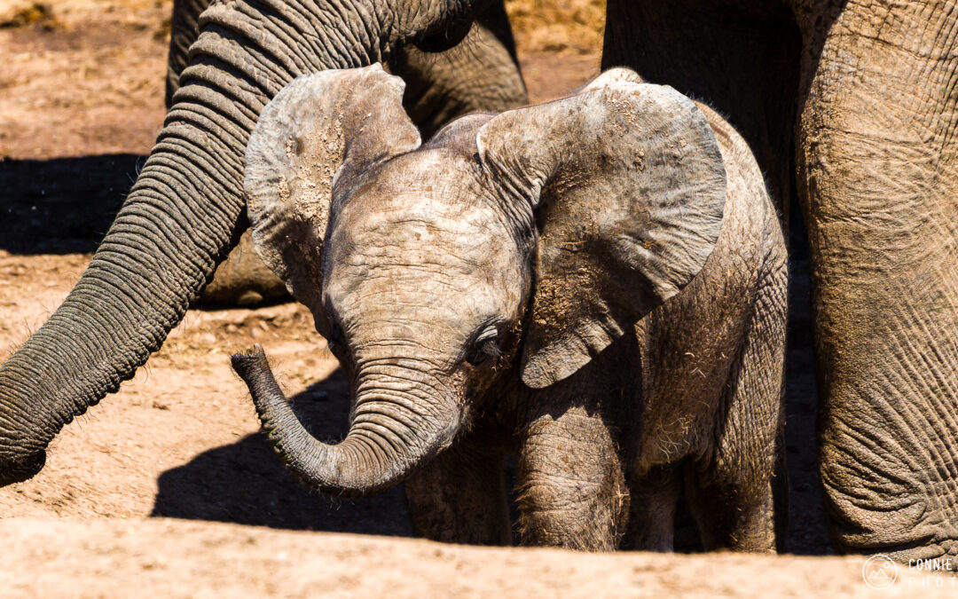 Little Elephant – Addo, South Africa