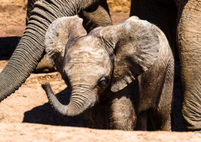 Little Elephant – Addo, South Africa